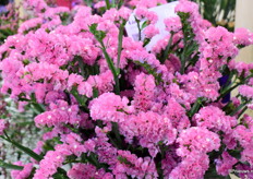 De Limonium Sinuatum van Ball komt in 3 nieuwe kleuren uit eigen veredeling. De Pink Rose, Orange en Apricot. Het zijn 3 seizoensproducten uit weefselkweek.